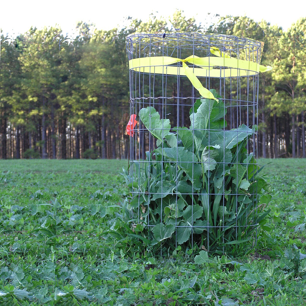 Whitetail Institute Imperial Winter Greens Annual Deer