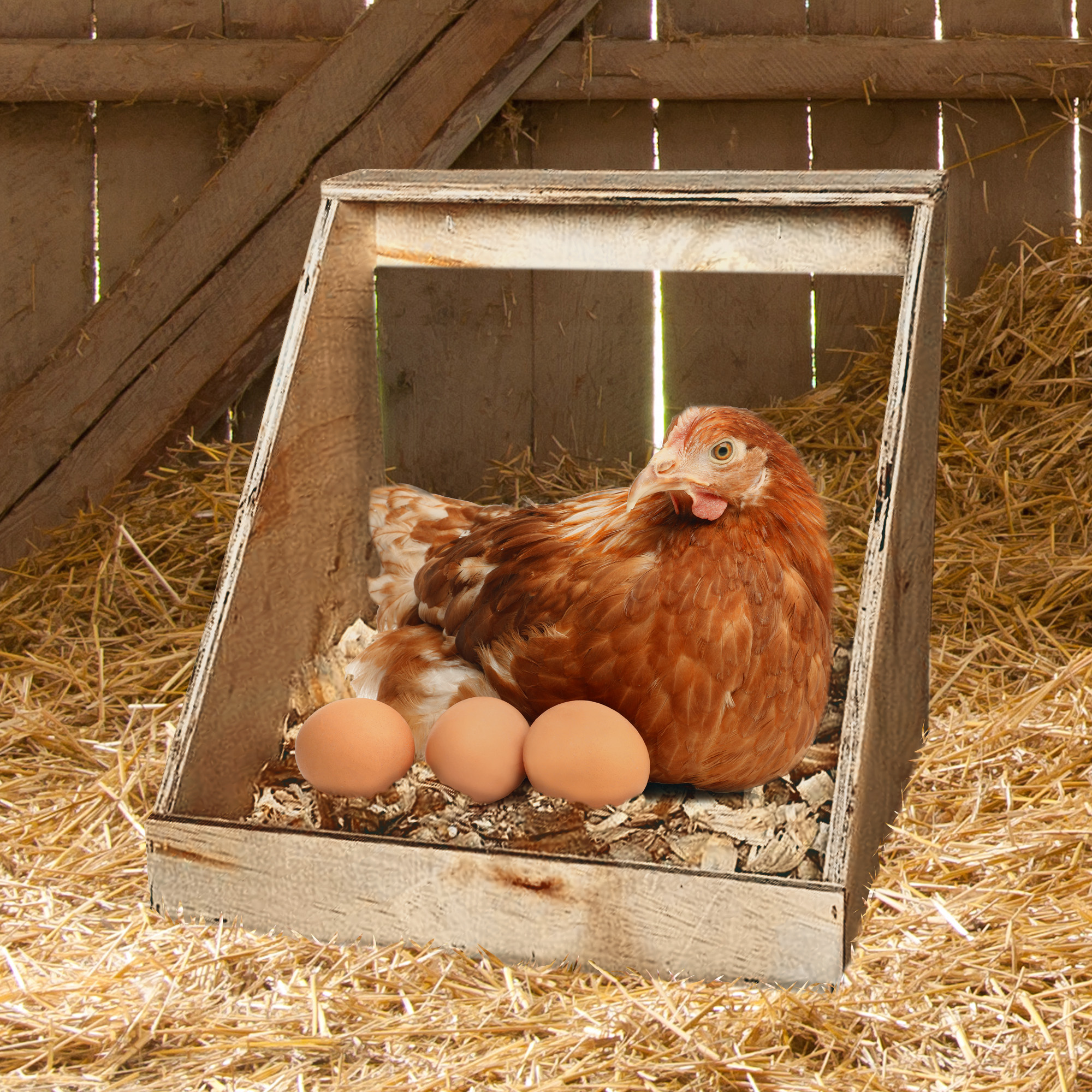 Farm Innovators Single Nesting Box for Chickens, Ducks and Birds, 4 Pack, Brown - Picture 7 of 12